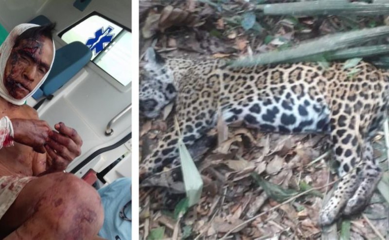 Indígena de 67 anos, fica em estado grave, após lutar contra onça mata-la em Chupinguaia