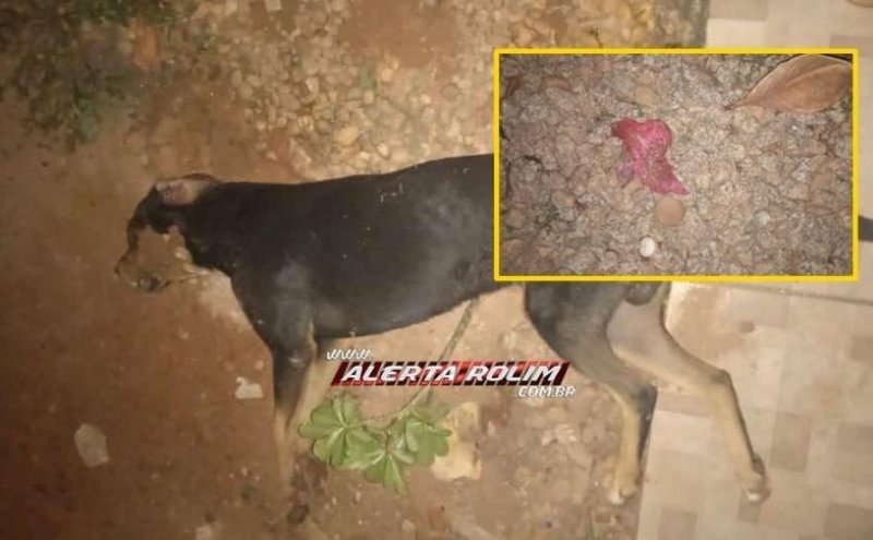 Criança de 05 anos se emociona ao encontrar seu cachorro de estimação morto, possivelmente por envenenamento em Rolim de Moura - Vídeo