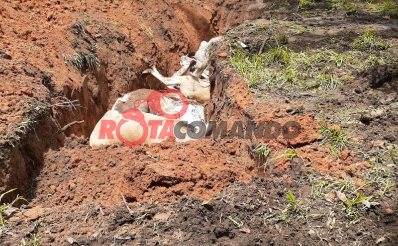 Pecuarista leva prejuízo após rebanho ser atingido por raio durante temporal