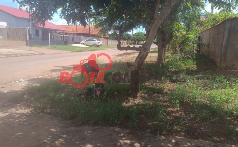 Cachorros Rottweiler invadem residência, mordem outro animal e atacam policiais em São Francisco do Guaporé /RO.
